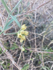 Funastrum hirtellum