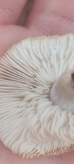 Collybia