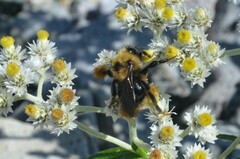 Bombus flavidus