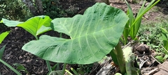 Xanthosoma robustum
