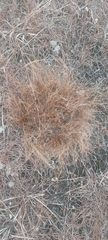 Collybia