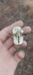 Collybia