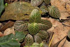 Fittonia albivenis