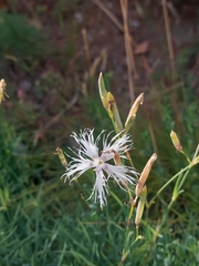 Dianthus arenarius