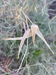 Funastrum hirtellum