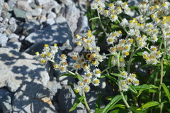 Bombus flavidus
