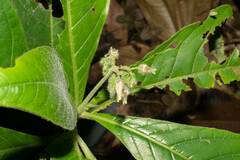 Solanum monarchostemon