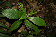 Solanum monarchostemon
