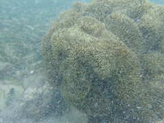Stichodactyla helianthus