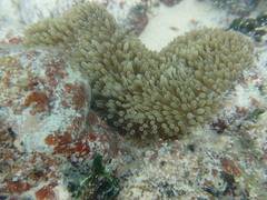 Stichodactyla helianthus