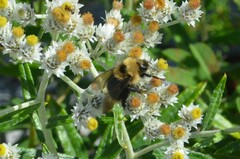 Bombus flavidus
