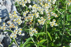 Bombus flavidus