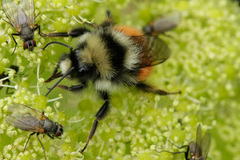 Bombus lapponicus