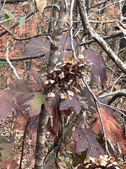 Hydrangea quercifolia