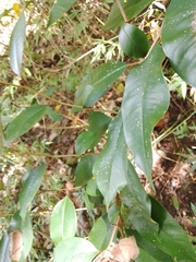 Ficus benjamina
