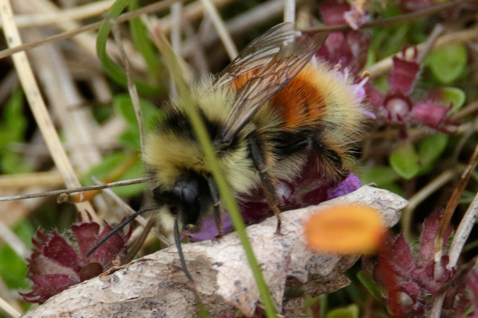 Bombus lapponicus