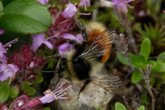 Bombus lapponicus