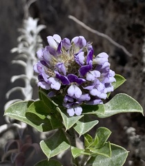 Psoralea bracteolata