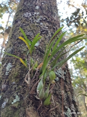 Prosthechea ochracea