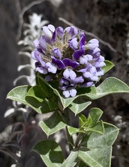 Psoralea bracteolata