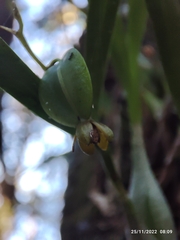Prosthechea ochracea