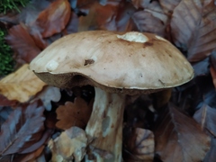 Boletus edulis