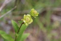 Silphium asteriscus latifolium
