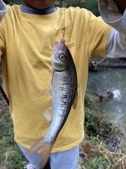 Luxilus chrysocephalus