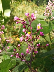Miconia xalapensis