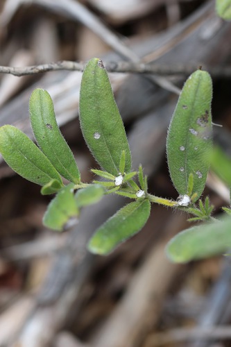 hoary puccoon