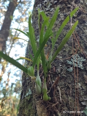 Prosthechea ochracea