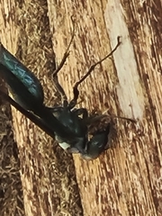 Synoeca