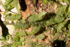 Lepidoziaceae