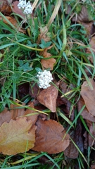 Achillea millefolium