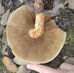 Pholiota terrestris