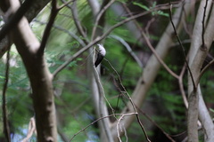Anthracothorax dominicus