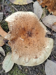 Pholiota terrestris