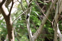 Anthracothorax dominicus