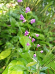 Desmodium ciliare