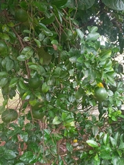 Citrus deliciosa
