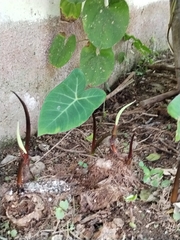 Xanthosoma sagittifolium