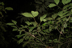 Rinorea viridifolia