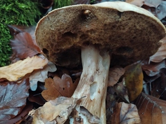 Boletus edulis