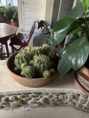 Trichocereeae