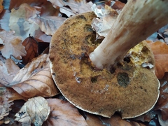 Boletus edulis