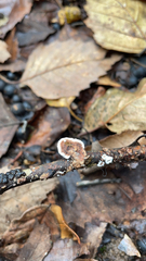 Peniophora albobadia