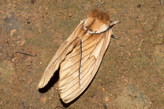 Pseudodirphia obliqua