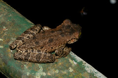 Osteocephalus taurinus