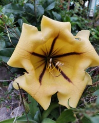 Solandra