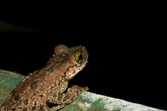 Osteocephalus taurinus